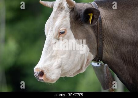 Vache Simmental domestique portant une clochette traditionnelle et broutant dans un pâturage verdoyant, un portrait en gros plan de l'élevage et de l'agriculture rurale. Banque D'Images