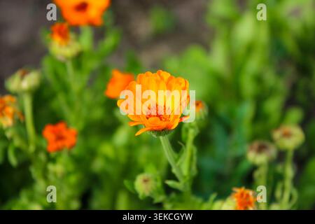 Une fleur de souci orange fleurit de manière éclatante, entourée d'un fond de jardin vert flou avec de plus petites fleurs d'oranger. Banque D'Images