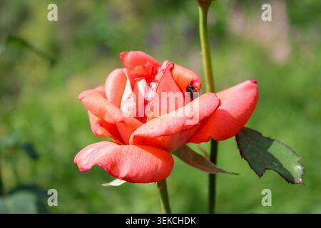Une rose rose rose corail éclatante fleurit à l'extérieur avec une mise au point douce, avec un petit coléoptère à pois noir et blanc sur l'un de ses délicats pétales intérieurs. Banque D'Images
