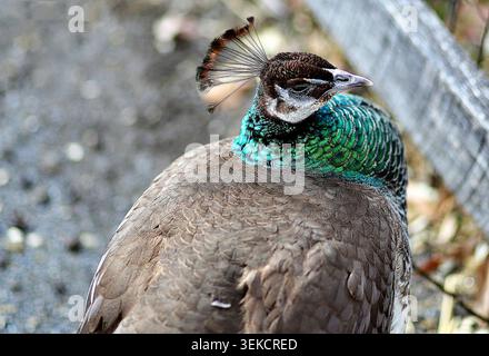 Une photo de profil en gros plan d'une perle indienne communément appelée peahen. Banque D'Images