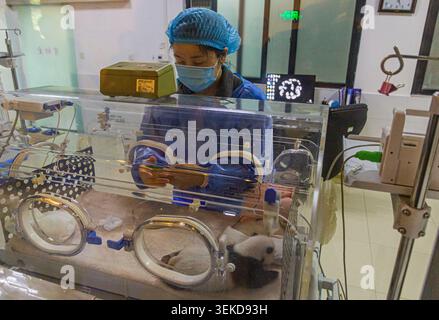 CHENGDU, CHINE - 7 NOVEMBRE 2019 : bébé panda géant (Ailuropoda melanoleuca) dans un incubateur à la base de recherche sur l'élevage de panda géant à Chengdu, CH Banque D'Images