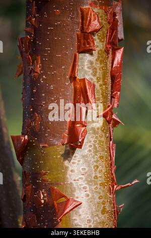Tronc d'arbre de bouleau rouge (gumbo limbo) avec écorce rouge pelée, une espèce forestière commune dans les îles Caïmans. Bursera simaruba Banque D'Images