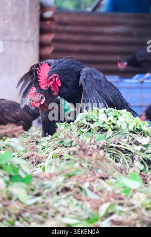 Comportement d'accouplement des volailles domestiques en cour de ferme. Un cliché d'action franc montrant un coq noir et une poule s'engageant dans un comportement d'accouplement naturel. Banque D'Images