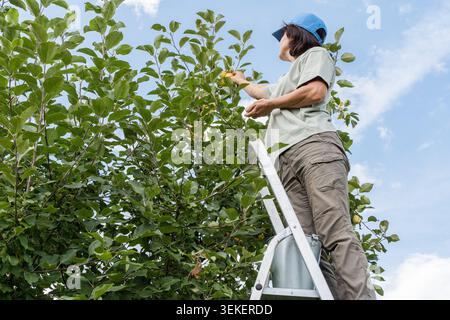 Femme debout sur l'échelle cueillant des pommes biologiques fraîches de l'arbre sous le ciel bleu, profitant de la cueillette des fruits en automne. Jardinage biologique naturel, agriculture Banque D'Images
