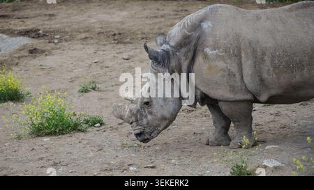 Vue latérale détaillée d'un rhinocéros dans un enclos naturel avec de petites fleurs jaunes et de la saleté Banque D'Images