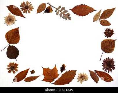 Cadre fait de composition de feuilles d'automne sèches et de fleurs dans différentes nuances de brun, orange, beige sur fond blanc. Décor naturel et saisonnier Banque D'Images