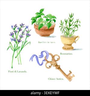Aquarelle basilic vert frais dans le romarin en pot dans le bouquet de lavande de tasse et ensemble d'illustration de vecteur clé vintage. Éléments botaniques dessinés à la main pour Illustration de Vecteur