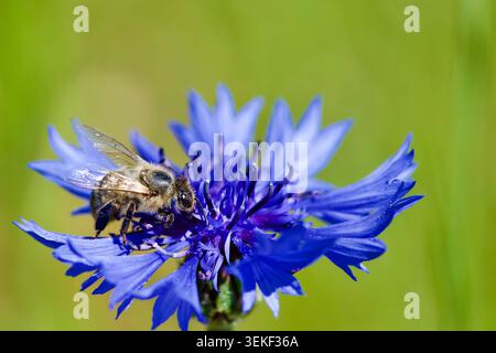 Macro-photographie en gros plan d'une abeille (Apis mellifera) buvant sur une fleur de bleuet d'un bleu éclatant, isolée contre une prairie verte douce et floue Banque D'Images
