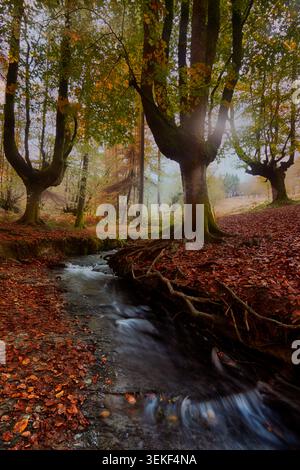 La forêt de hêtres d’Otzarreta est l’un des espaces naturels les plus magiques, uniques et photographiés du pays Basque Banque D'Images