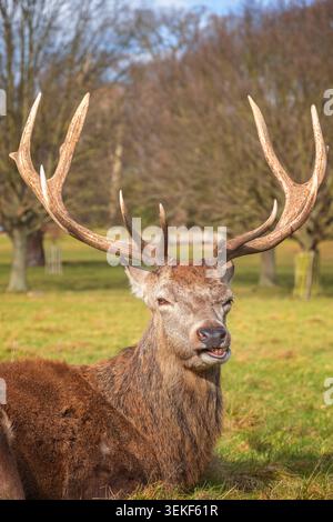Un portrait humoristique de cerf rouge à Richmond Park, Londres Banque D'Images