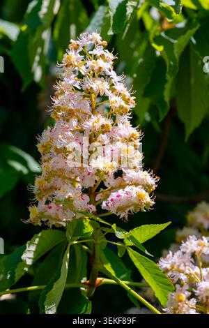 Un épi fleuri de châtaignier (Aesculus hippocastanum) ensoleillé en pleine floraison, avec des grappes denses de fleurs blanches avec des marques roses et jaunes. Banque D'Images