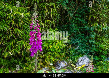 Limon violet (Digitalis purpurea) dans les jardins printaniers de l'Old Vicarage, Tintagel, Cornouailles, Royaume-Uni Banque D'Images