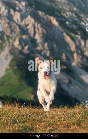 Le chien se déplace à travers la pente dans un moment de mouvement capturé. La douce lumière de l'aube crée un contraste calme et énergique. Banque D'Images