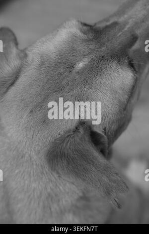 Profil latéral noir et blanc d'un chien errant avec texture de fourrure détaillée Banque D'Images