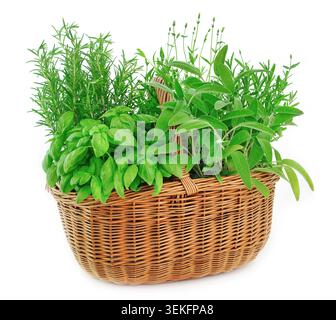 panier de saule rempli de diverses herbes et plantes médicinales : basilic, sauge, romarin et lavande Banque D'Images