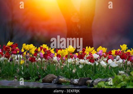 Une vue panoramique sur un jardin printanier animé avec une variété de tulipes colorées en fleurs (rouge, jaune, blanc, rose) mélangées à d'élégantes jonquilles blanches Banque D'Images