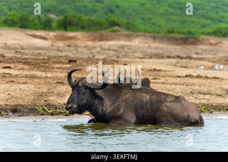 Buffle africain debout dans l'eau du canal de Kazinga avec un petit oiseau de pic-bœuf reposant calmement sur sa tête, se rafraîchissant par une journée ensoleillée dans le Queen Eli Banque D'Images