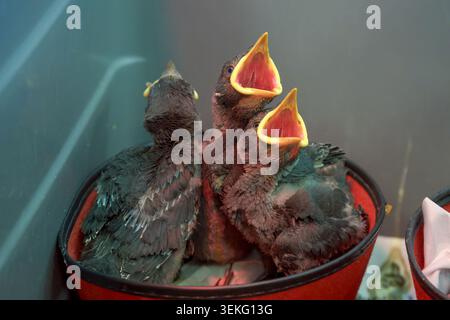 Poussins de jackdaw de l'Ouest (Coloeus monedula) blottis avec bec ouvert, exprimant la faim et la vulnérabilité tout en attendant patiemment leur parent Banque D'Images
