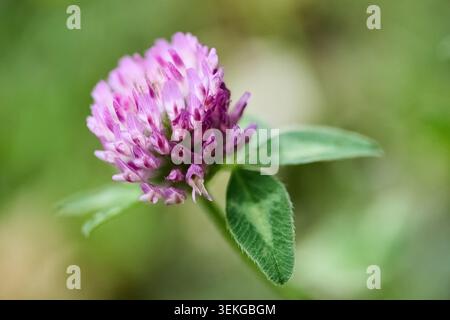 Trèfle rouge fleurissant avec des feuilles vertes dans la nature Banque D'Images