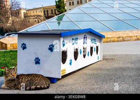 Un chat de rue tabby (Felis catus) repose à côté d'un abri pour chats peint près de la pyramide de verre de la station de métro Icheri Sheher. Bakou, Azerbaïdjan. Banque D'Images
