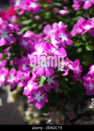 Vibrant Magenta Madagascar Periwinkle fleurs fleurissant avec des centres blancs dans un jardin Banque D'Images