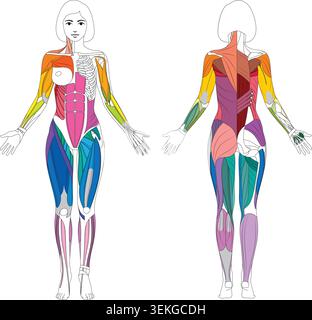 Illustration vectorielle détaillée du système musculaire féminin montrant des vues antérieures et postérieures du corps humain. Schéma anatomique pédagogique avec Illustration de Vecteur