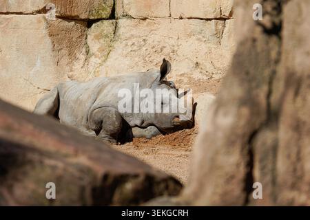 Vue latérale rapprochée d'un rhinocéros blanc Ceratotherium simum, rhinocéros blanc méridional, Banque D'Images