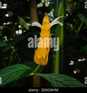 Plante de crevette dorée (Pachystachys lutea). Appelé plante Lollipop Banque D'Images
