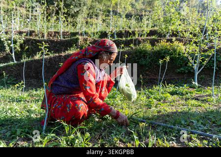 Une femme âgée de l'Inde du Nord portant un foulard traditionnel (dhatu) et une tenue rouge éclatante récolte des légumes à feuilles vertes frais (saag) Banque D'Images