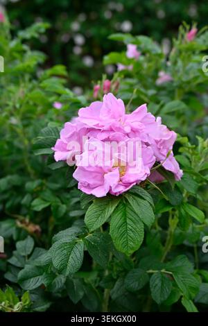 Rose pâle rose d'été fleurs de rose hybride rugosa arbuste rose, Rosa Delicata poussant dans le jardin britannique mai Banque D'Images