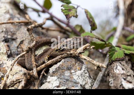 Lézard natif de Tenerife se prélassant sur les branches dans la forêt humide de lauriers du parc rural d'Anaga, Tenerife, îles Canaries, Espagne. Banque D'Images
