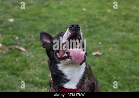 Brindle et chien blanc regardant vers le haut, bouche ouverte, langue dehors, paraissant heureux dehors Banque D'Images