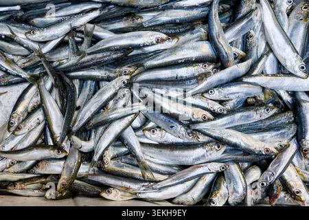 Une vue dense et aérienne présente une grande quantité de sardines fraîches, emballées étroitement ensemble dans un étal de marché Banque D'Images