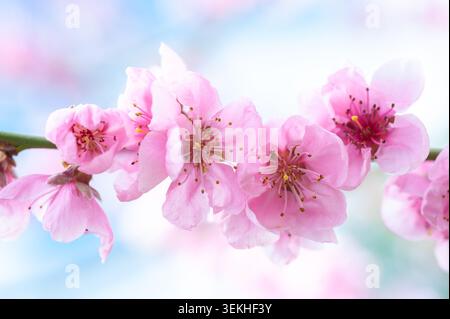 Photo macro de fleurs de cerisier rose éclatantes avec des pétales et des étamines détaillées sur un ciel bleu clair flou. Banque D'Images