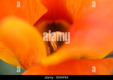 Macro extrême gros plan d'une fleur de tulipe orange montrant les détails complexes des étamines et du pistil dans les pétales. Banque D'Images