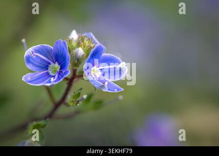 Photo macro de délicates fleurs sauvages bleues recouvertes de minuscules gouttelettes d'eau sur un fond bokeh vert et violet flou. Banque D'Images