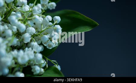 Lily of the Valley fleurs avec des feuilles vertes sur fond sombre, composition florale printanière en gros plan Banque D'Images