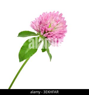 Fleur de trèfle rouge unique avec des feuilles vertes isolé sur un fond blanc. Vue détaillée de la fleur et du feuillage de Trifolium pratense. Banque D'Images