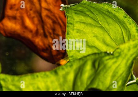 Une vue rapprochée des feuilles de plantes d'intérieur orange et vertes Banque D'Images