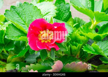 Fleur de fraise rose foncé avec centre jaune parmi les feuilles vertes en gros plan de jardin Banque D'Images