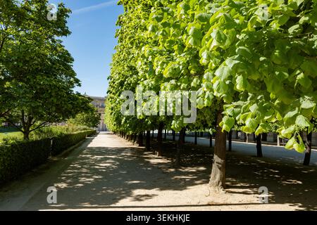 Rangées d'arbres dans les parcs parisiens et promenades au bord de la rivière, aménagement paysager urbain et photo botanique, France Banque D'Images