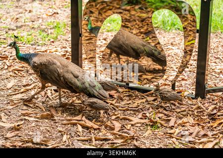 Coconut Grove, Miami, Floride : Kampong, jardin botanique tropical national. Les paons sont un élément emblématique de la propriété. Banque D'Images