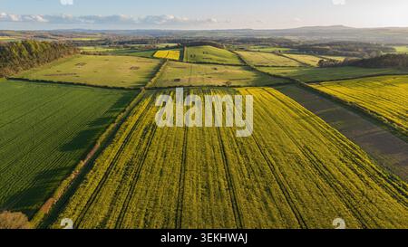 Vue aérienne des champs de colza jaune dans la campagne anglaise au coucher du soleil Banque D'Images