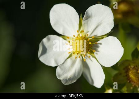 Fleur de fraise blanche avec centre jaune à la lumière naturelle Banque D'Images