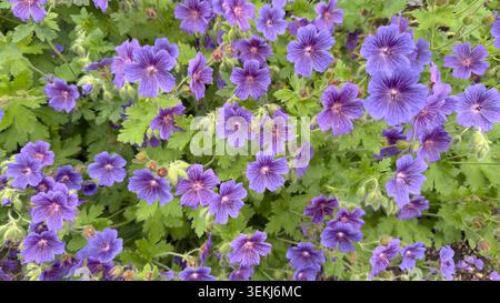Vue aérienne de fleurs de cranesbill violet géranium × magnificum fleurs avec feuillage vert dans un jardin Banque D'Images