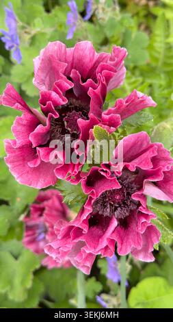 Gros plan de pavot oriental magenta volanté Papaver orientaleflowers fleurissant dans un jardin Banque D'Images