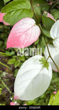Gros plan du feuillage varié coloré d'Actinidia kolomikta montrant des feuilles roses, blanches et vertes variées roses et blanches Banque D'Images