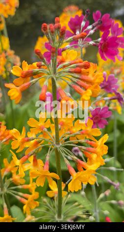 Candélabres primulas avec des fleurs orange et rose éclatantes fleurissant dans un jardin Banque D'Images