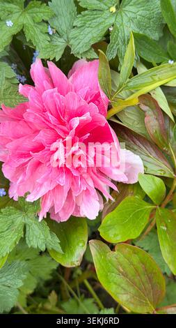 Pivoine rose éclatante fleurissant parmi le feuillage vert du jardin après la pluie avec des gouttelettes d'eau sur les pétales Banque D'Images