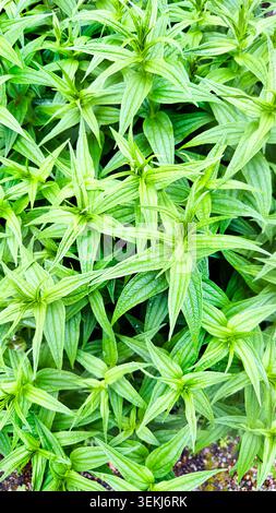 Vue en angle élevé de plantes herbacées vertes denses Pouzolzia hirta avec des feuilles lancéolées pointues poussant à l'extérieur Banque D'Images